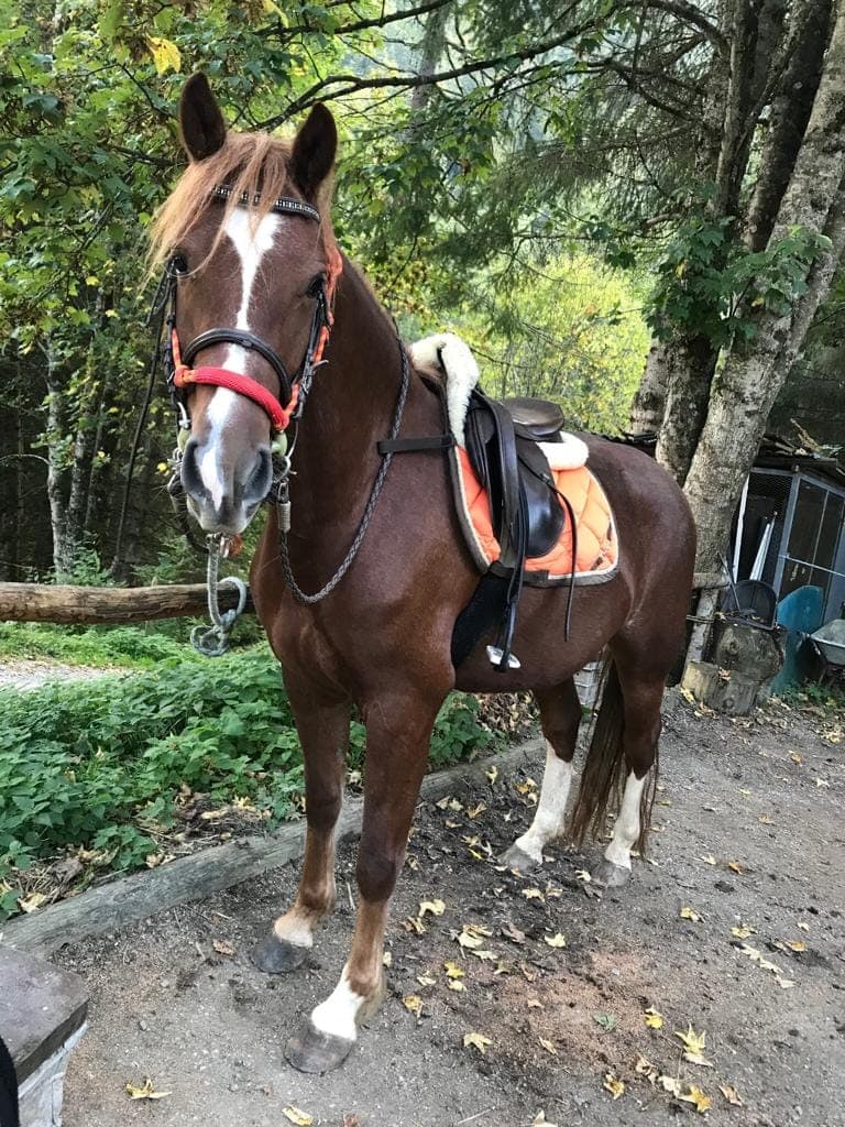 Prince — Poney suisse