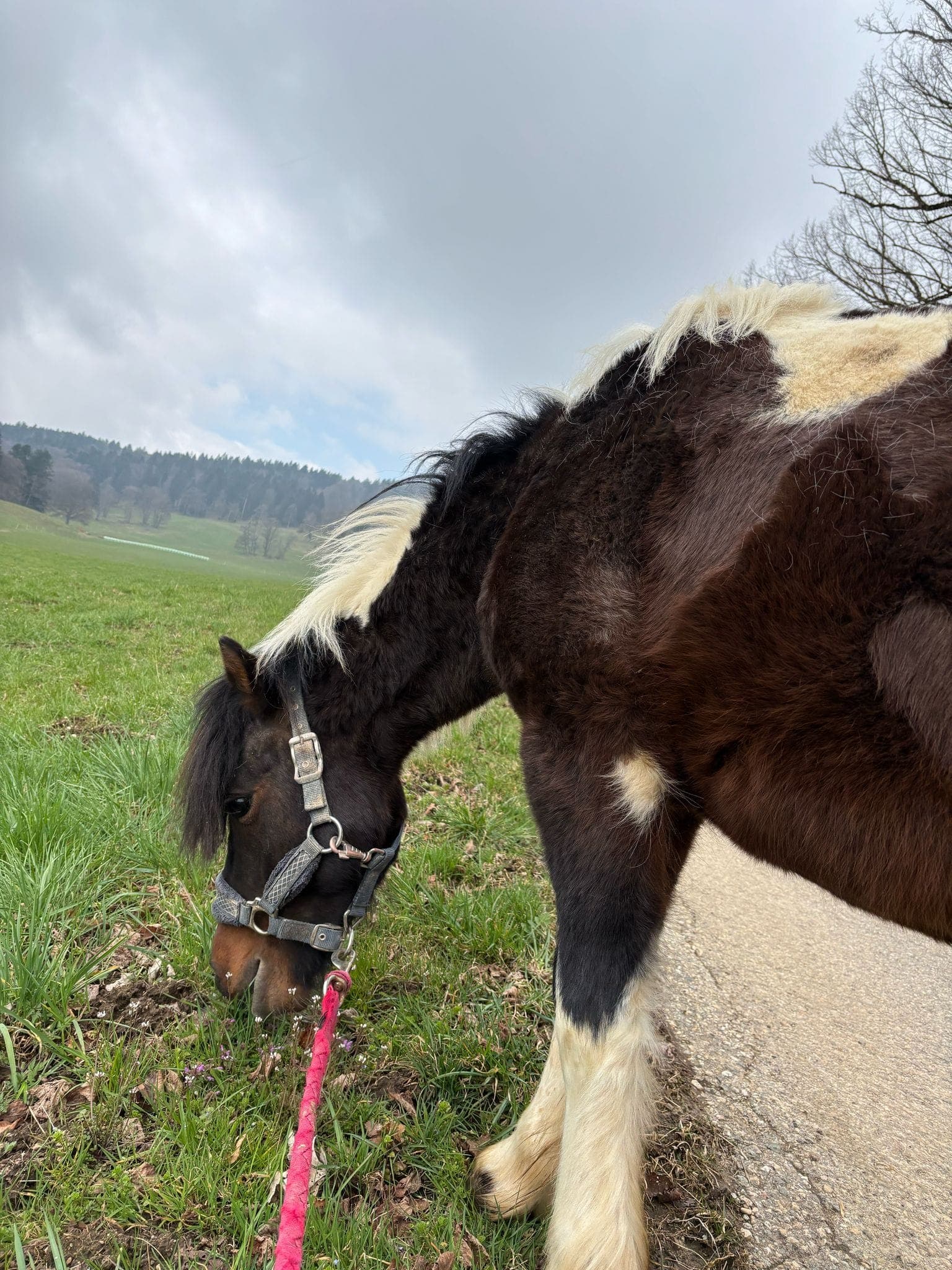 Mulan & Shadow — Shetland
