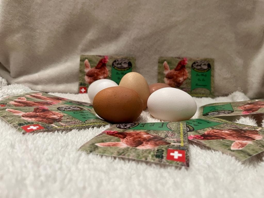 Les poules pondeuses