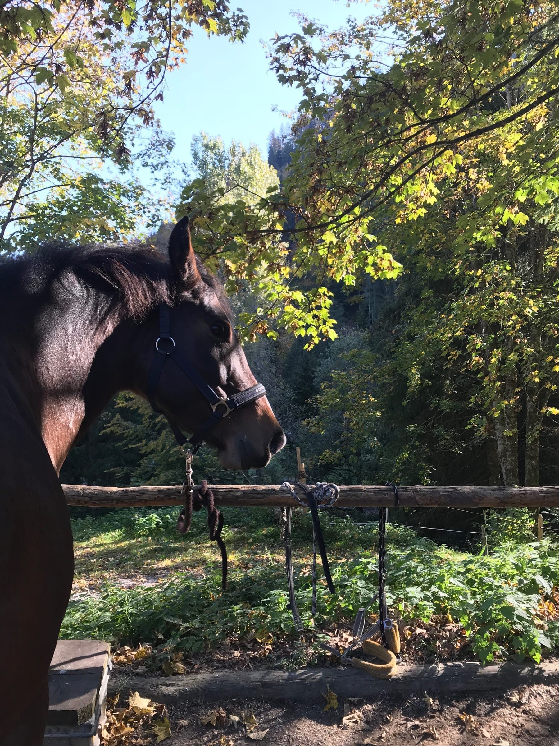 Pension pour chevaux