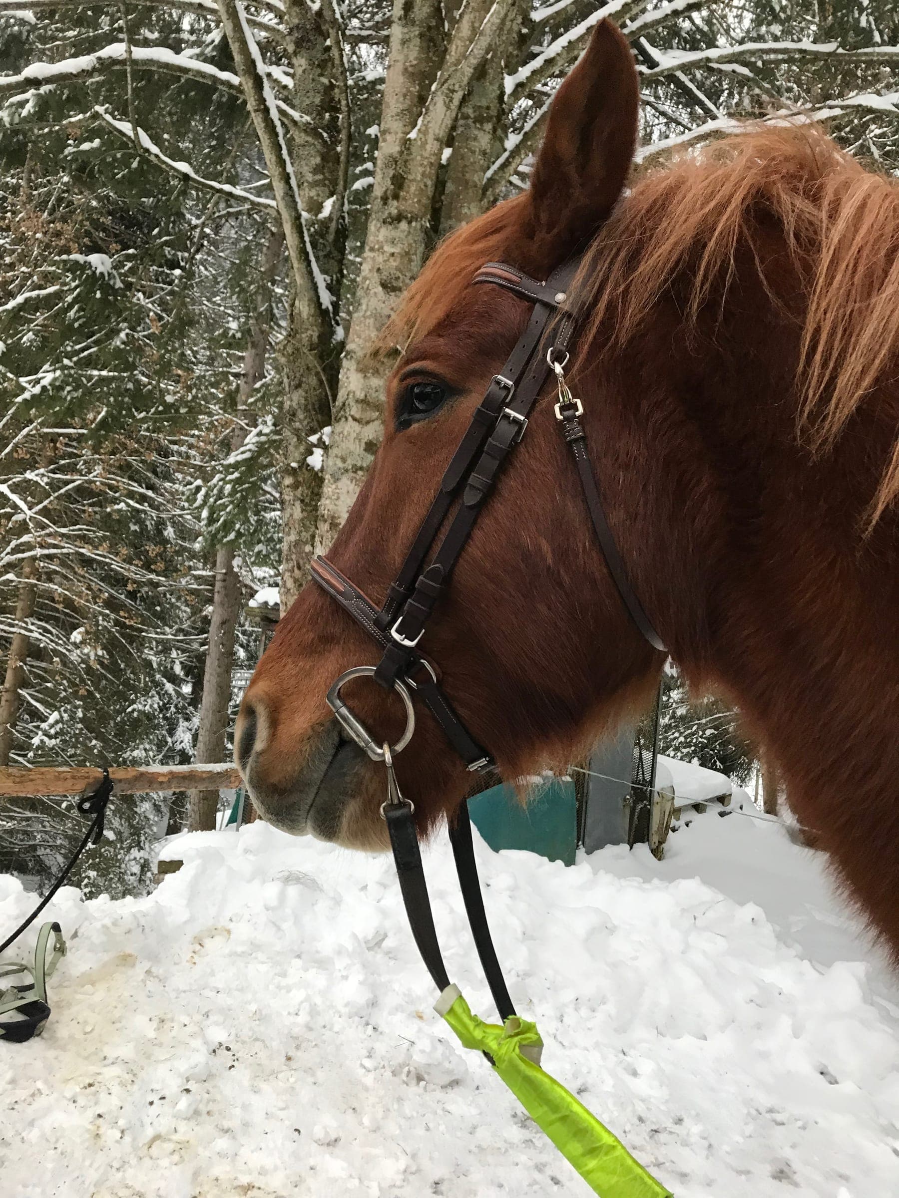 Nos chevaux devant l'objectif