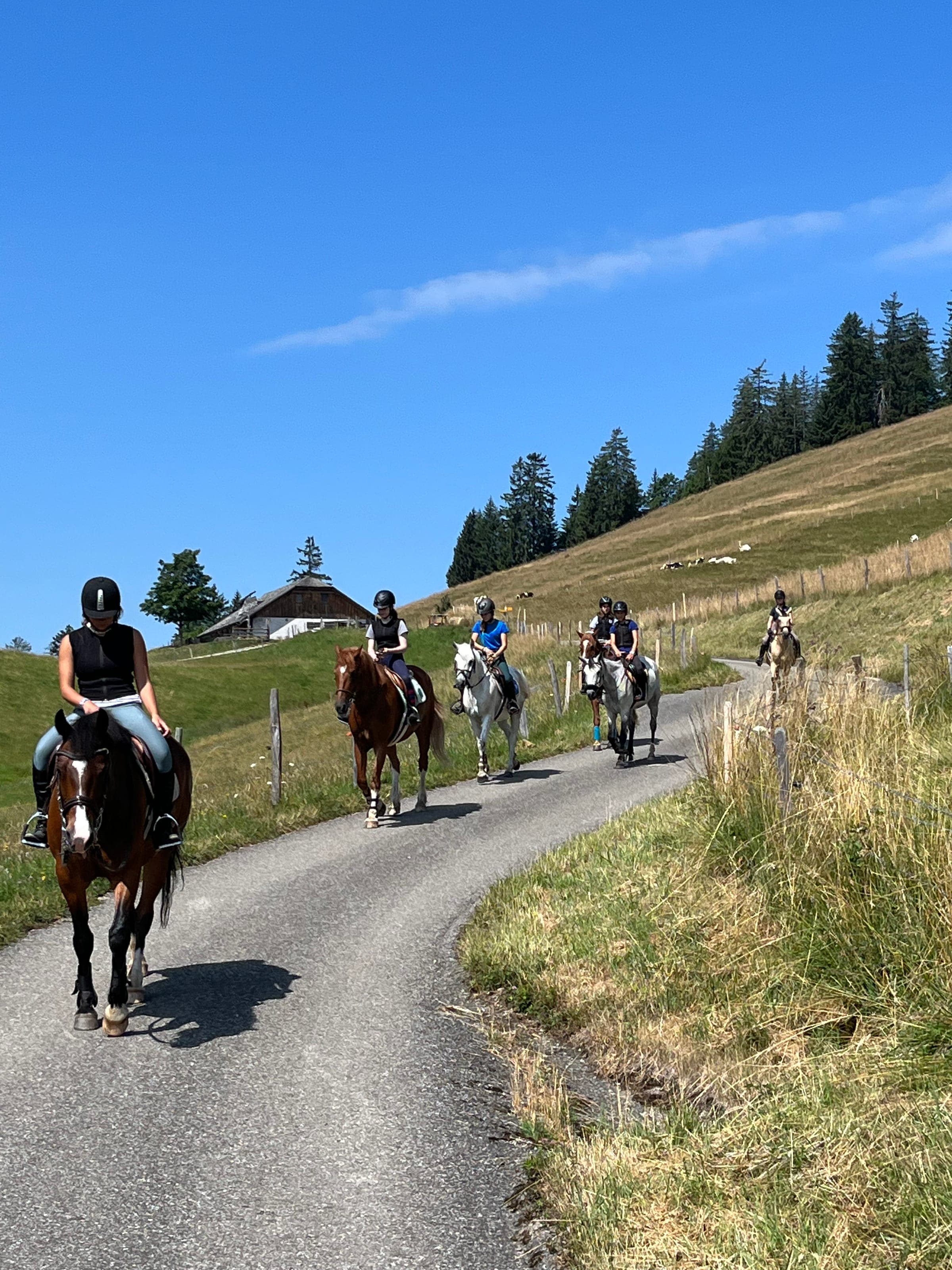 Cheval à l'alpage au lever du soleil, massif de la Berra, en Gruyère