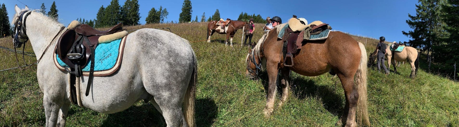 Chevaux à l'alpage dans le massif de la Berra, en Gruyère